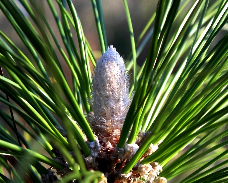 Galangal