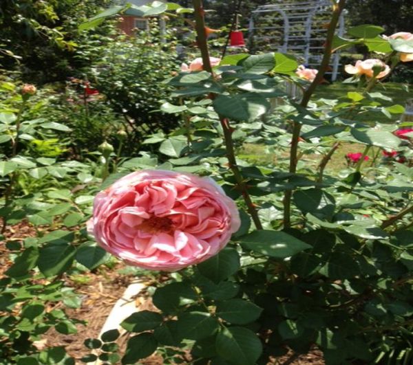 rosa abraham_darby (Abraham Darby Rose)