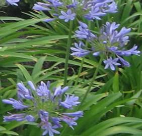 Agapanthus praecox (Lily of the Nile)