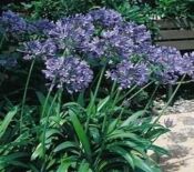 Agapanthus africanus (Lily of the Nile)