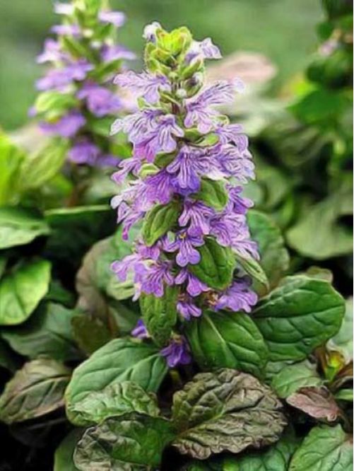 Ajuga reptans (ajuga, bugleweed)