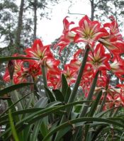 Hippeastrum spp. (Amaryllis, red and white)