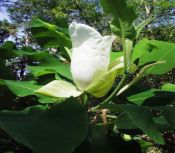 Magnolia ashei (Ashe Magnolia)