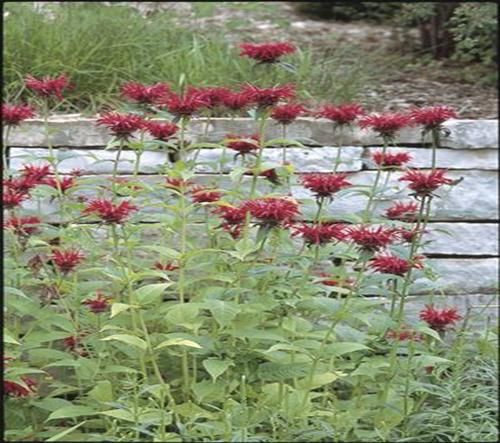 Monarda spp. (Bee Balm - magenta)