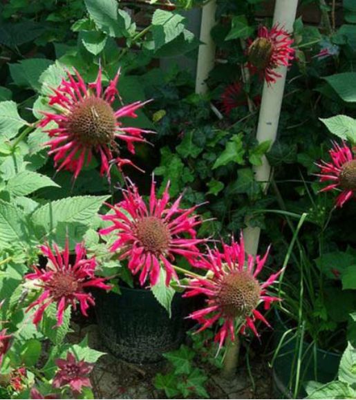 Monarda didyma (bee balm (pumpshed red))