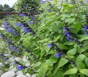 Salvia guaranitica (Black and Blue Salvia)