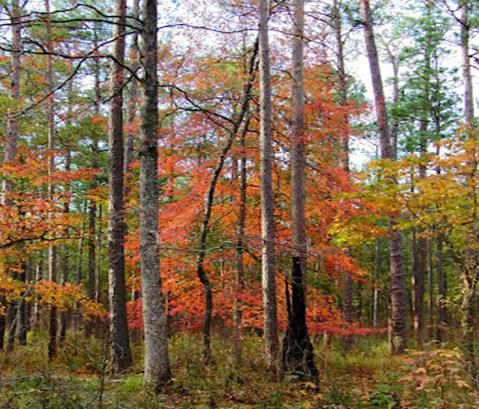 Nyssa sylvatica (Black Gum)