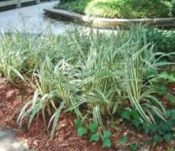 Dianella tasmanica (Blue Flax Lily)