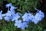 Plumbago auriculata (Blue plumbago)