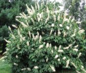 Aescules parviflora (Bottlebrush Buckeye)