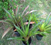 Bromeliad spp. (Bromeliad-assorted)
