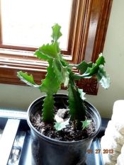 Euphorbia lactea (Candelabra Cactus)