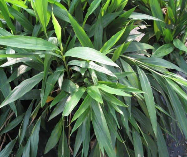 Alpinia nutans (Cardamom Ginger)