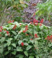 Odontonema strictum (Cardinal Guard/Firespike)