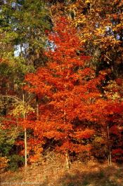 Acer saccharum subspecies leucoderme (Chalk Maple)