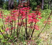 Erythrina arborea (Cherokee Bean, Coral Bean)