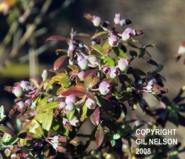 Vaccinium darrowii (Darrows Blueberry)