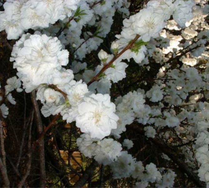 Prunus spp. (Double Flowering Peach)