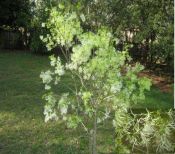 Chionanthus virginicus (Old Mans Beard-Fringe Tree)