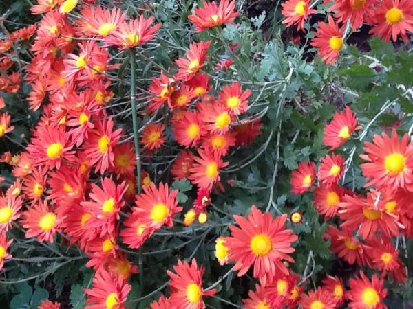 Chyrsanthemum spp. (Garnet and Gold Chyrsanthemum)