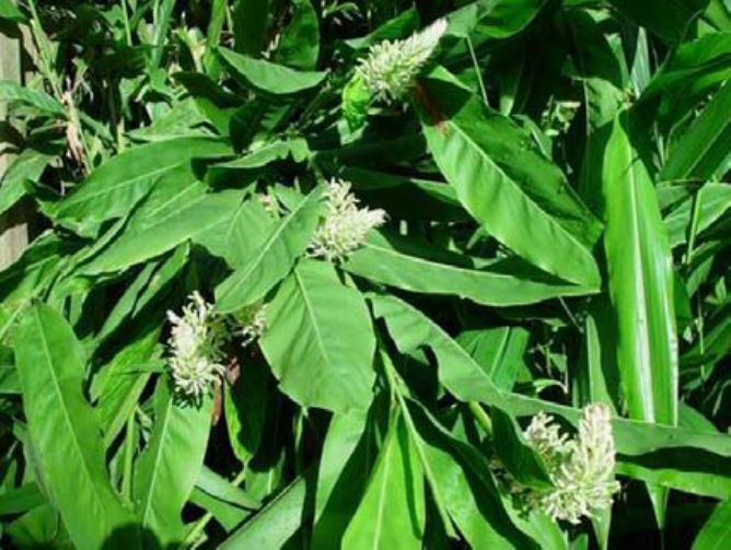 Alpinia galangal (Ginger, Thai Galangal)