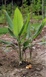 Curcuma longa (Ginger, turmeric)