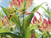 Gloriosa rothschildianna (Gloriosa Lily)