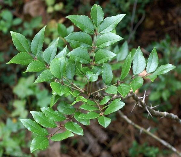 Zanthoxylum clava (Hercules Club/Prickly Ash)