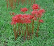 Lycoris spp. (Hurricane lily, red)