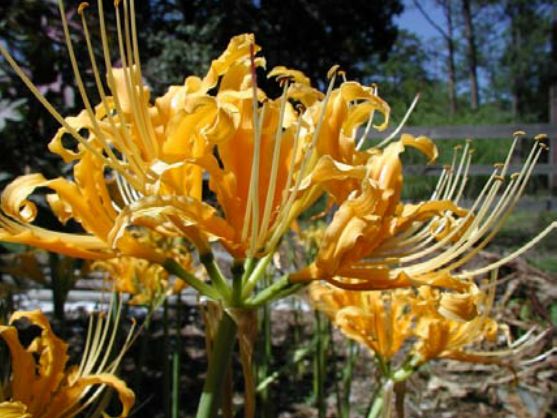 Lycoris aurea (Hurricane lily, yellow)