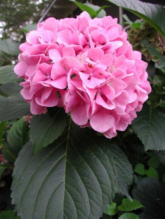 Hydrangea macrophylla (Hydrangea, mophead)