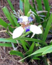 Neomarica gracilis (Iris, walking)