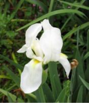 Iris albicans (Iris, white (alba))