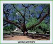Quercus virginiana (Live Oak)