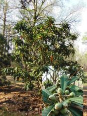 Eriobotrya japonica (Loquat)