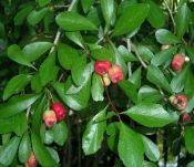 Crataegus aestivalis (Mayhaw)