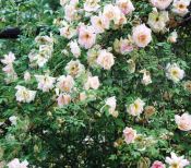 Rosa melrose (Melrose Rose)