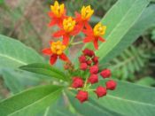 Asclepias curassavica (Milkweed, butterfly)