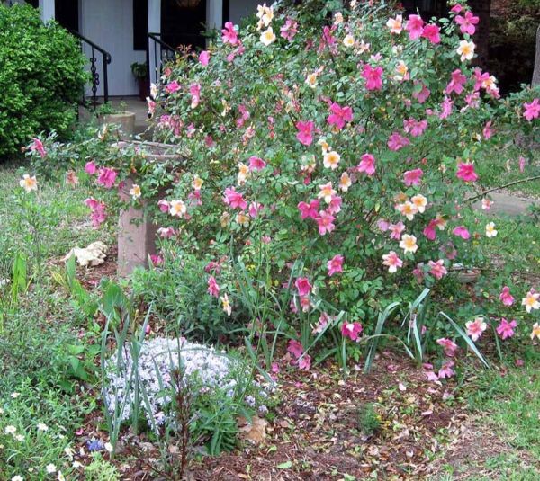 Rosa mutabilis (Mutabilis Rose)