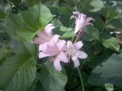 Lycoris squamigera (Naked Ladies)