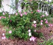 Rosa Natchitoches (Natchitoches Noisette Rose)