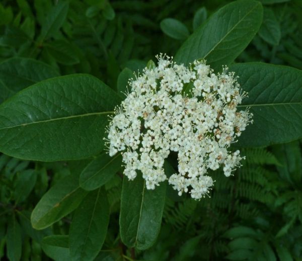 Viburnum nudum (Possum Haw)