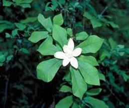 Magnolia pyramidata (Pyramid Magnolia)