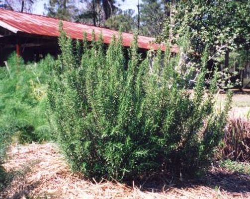 Rosmarinus officinalis (Rosemary)