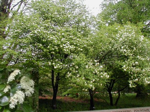 Viburnum rufidulum (Rusty Blackhaw)