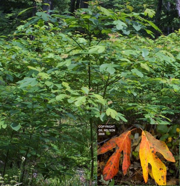 Sassafras albidum (Sassafras Tree)