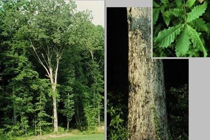 Quercus michauxii (Swamp Chestnut Oak)