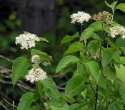 Cornus amomum (Silky or Swamp Dogwood)