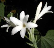 Polyanthes tuberosa (Tuberose)