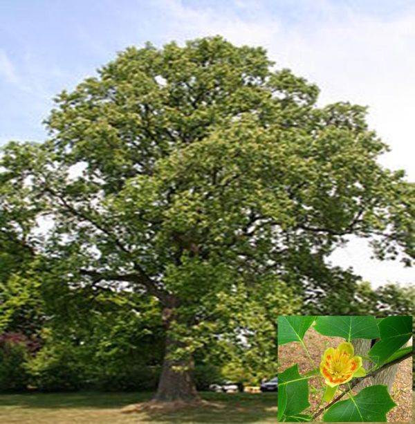 Liriodendron tulipifera (Tulip Poplar)